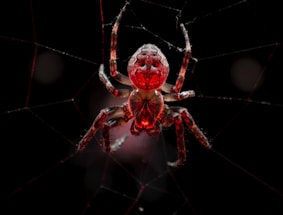 A close-up of a red and blue spider web pattern glowing softly against a black background.