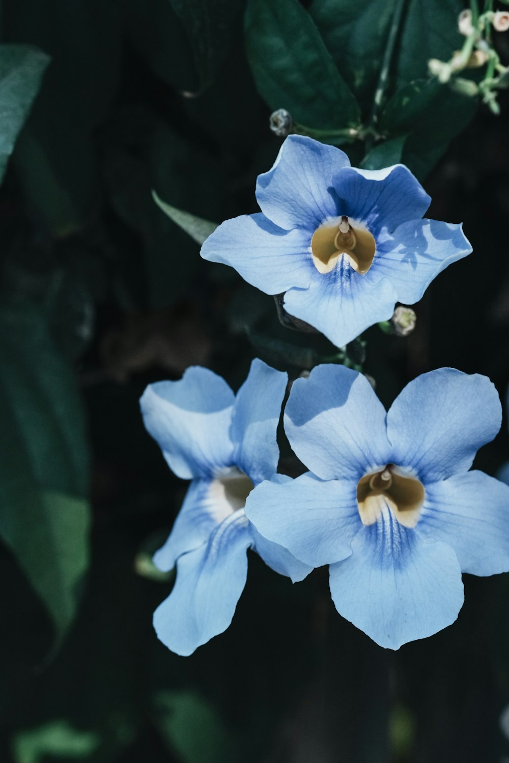 three blue flowers with green leaves in the background