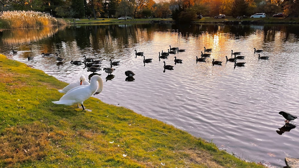 a flock of ducks floating on top of a lake