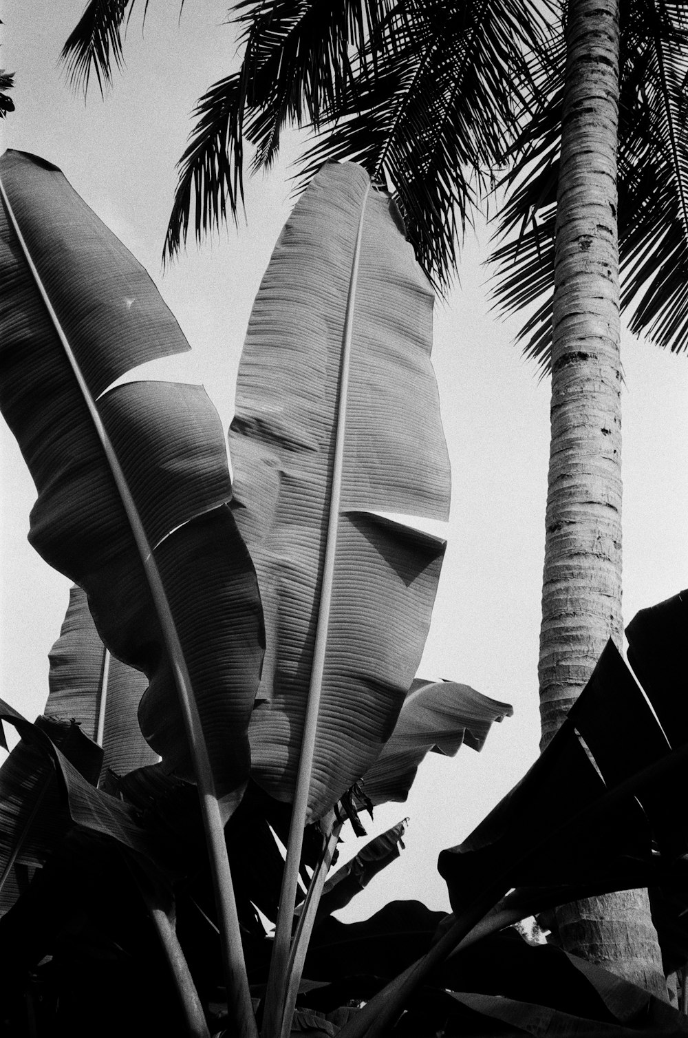 a black and white photo of a palm tree