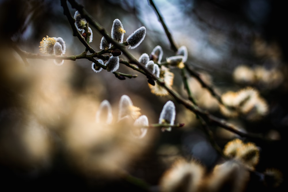 a close up of a tree branch with small white flowers