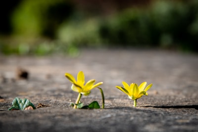 two small yellow flowers growing out of the ground