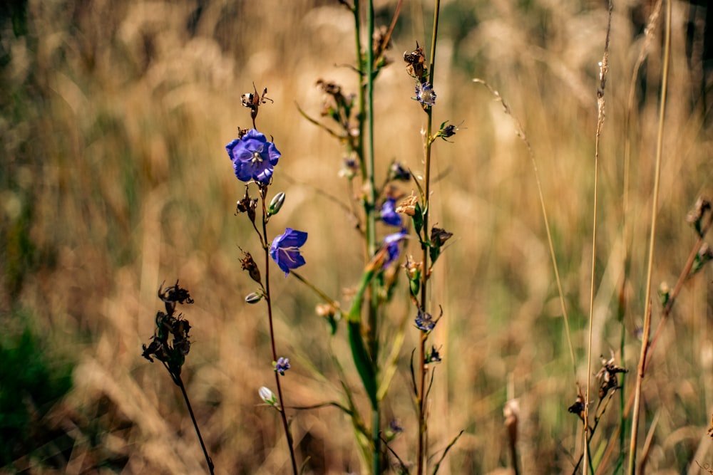 a close up of a flower in a field