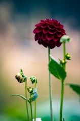 a couple of flowers that are in a vase