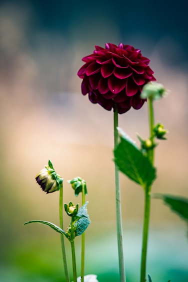 a couple of flowers that are in a vase