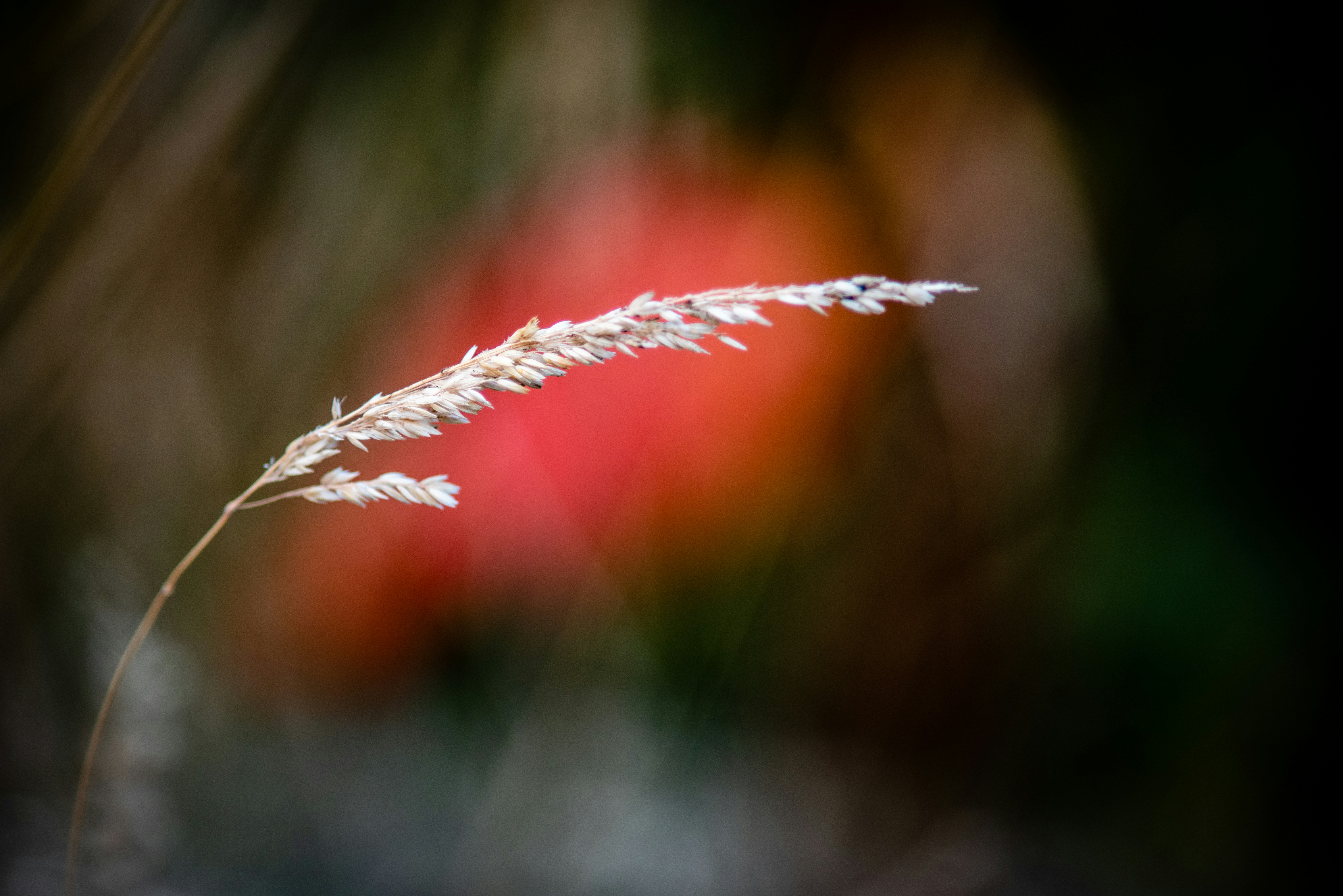 a close up of a plant with a blurry background