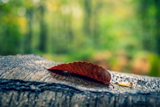 a leaf is laying on a piece of wood