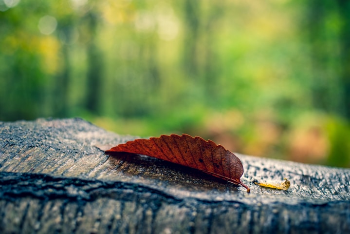 a leaf is laying on a piece of wood