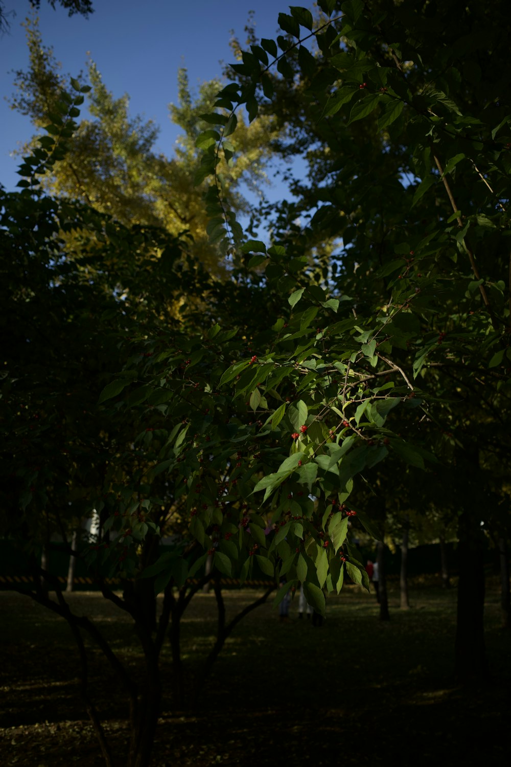 a park bench sitting under a tree filled with leaves