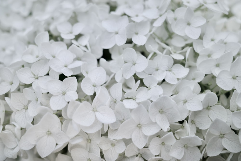 a bunch of white flowers that are blooming