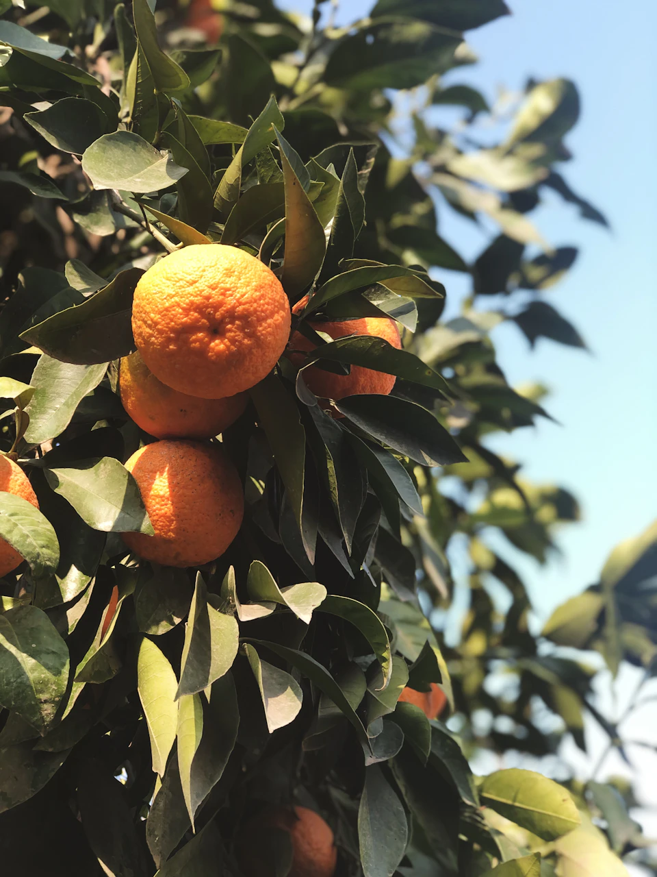 Vibrant orange tree with numerous ripe oranges hanging from its branches against blue sky