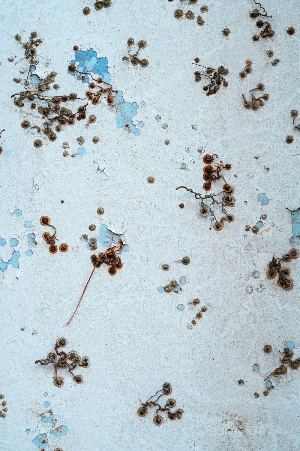 a bunch of rusted up plants on a white surface