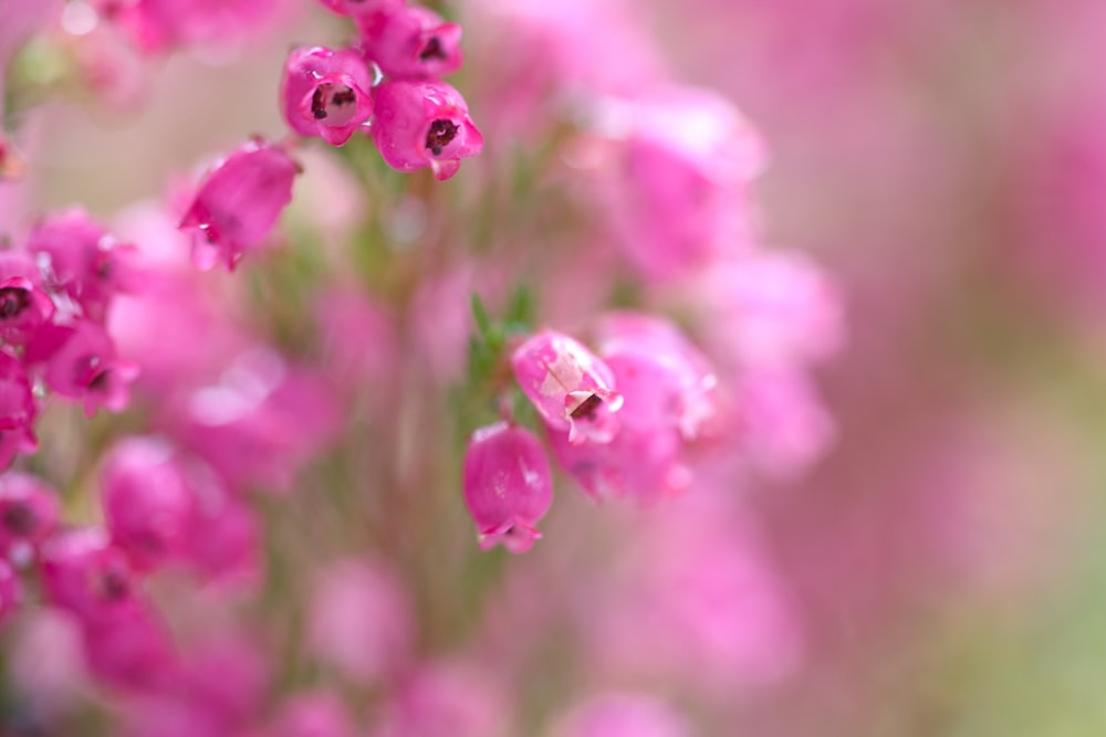 a bunch of pink flowers with water droplets on them