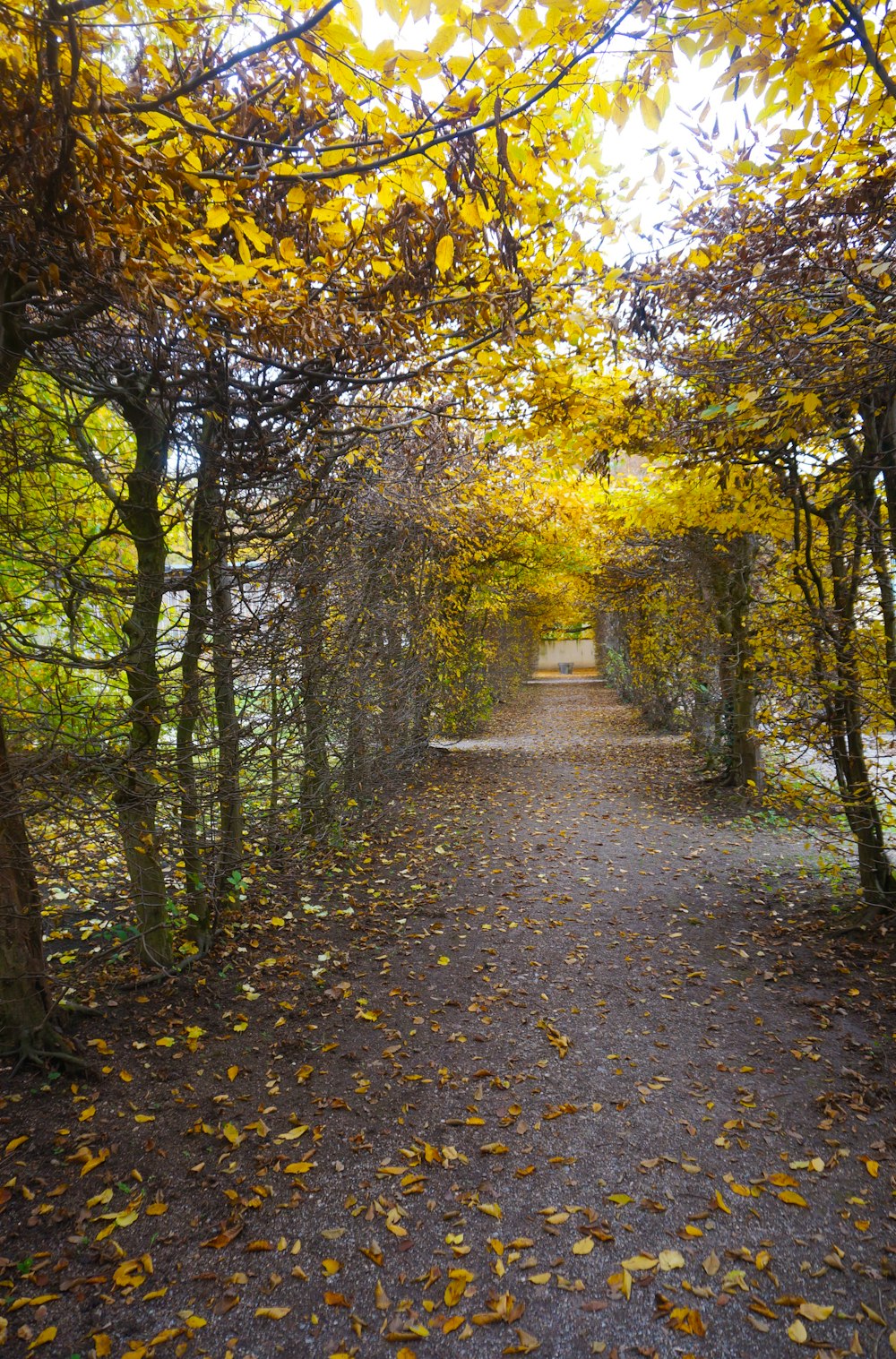 a path in the middle of a forest with lots of leaves on the ground