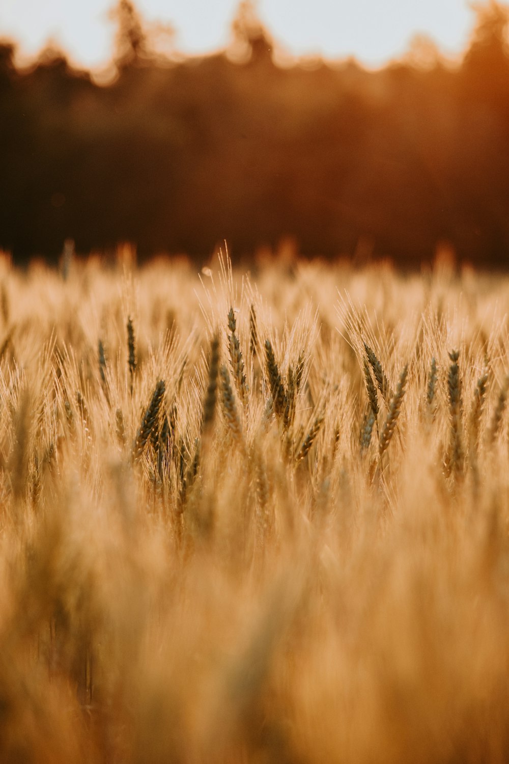 a field of wheat with the sun shining on it