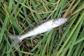 Fresh freshwater catfish lying on a bed of green water plants