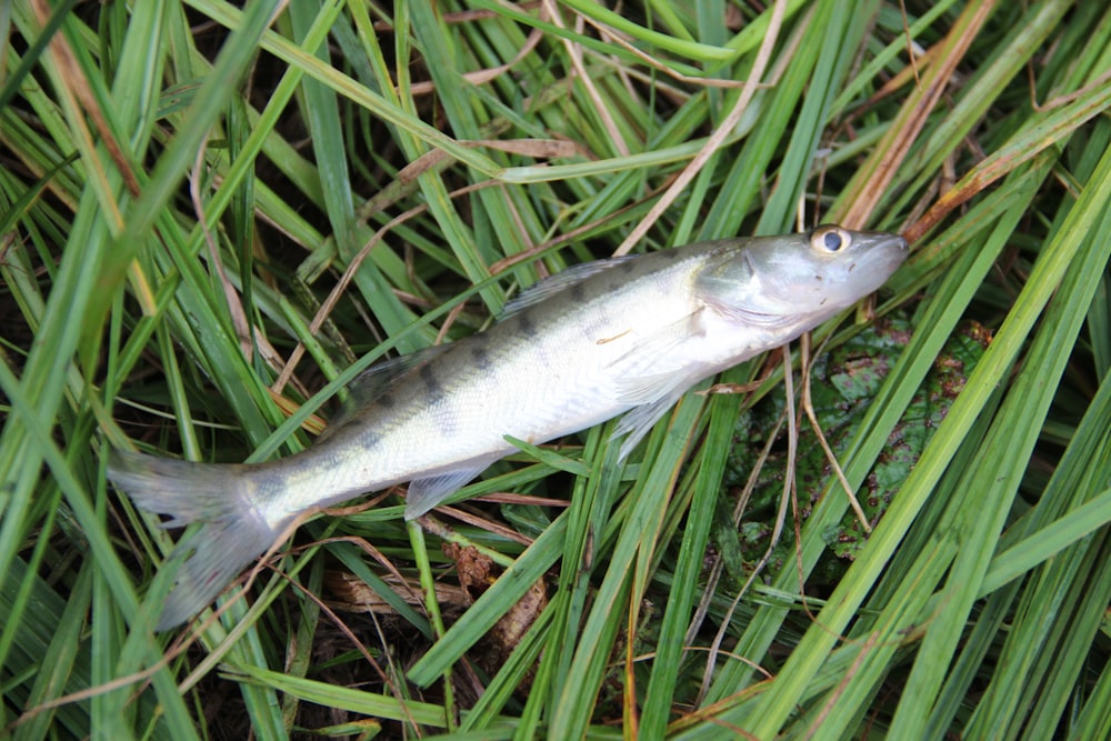 a small fish laying on top of a lush green field