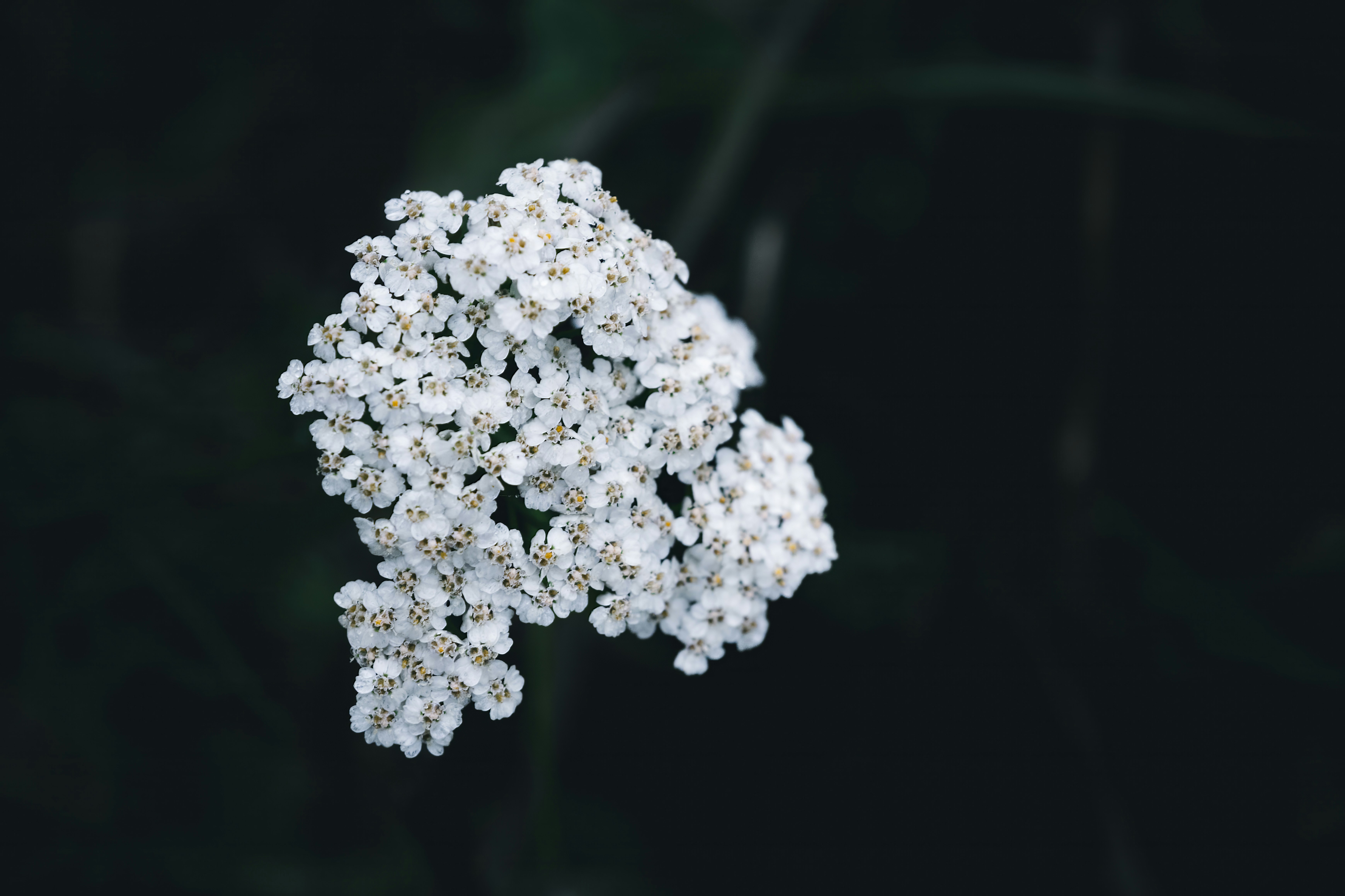 Photo by wyxina