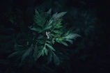 a plant with green leaves in the dark