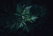 foglie di assenzio romano verde scuro