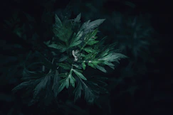 a plant with green leaves in the dark