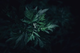 foglie di assenzio romano verde scuro