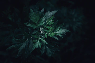 a plant with green leaves in the dark