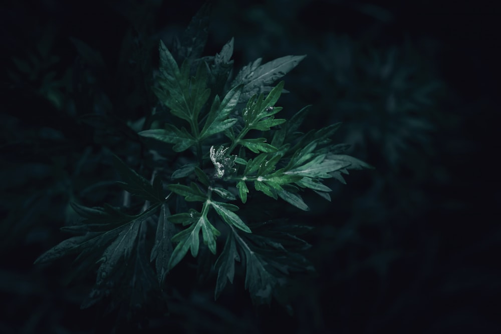 Una planta con hojas verdes en la oscuridad