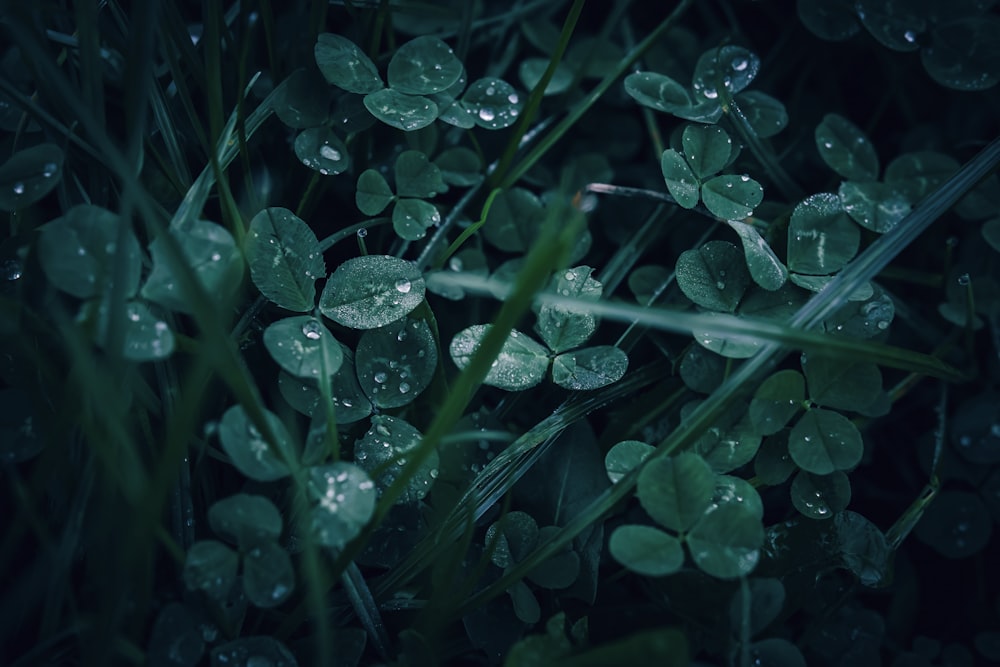 물방울이 묻어있는 녹색 잎 무리