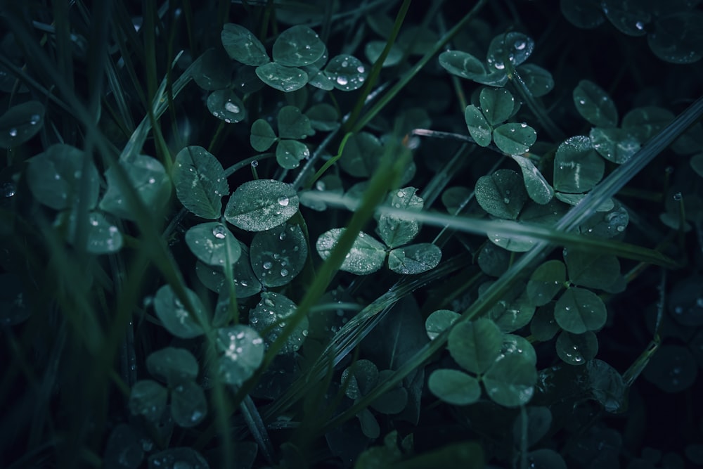 a bunch of green leaves with water droplets on them