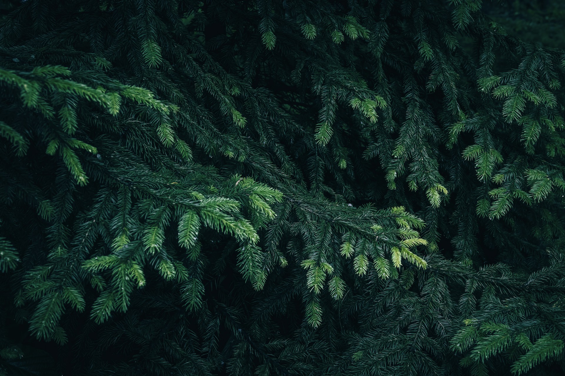 a close up of a tree with lots of green leaves