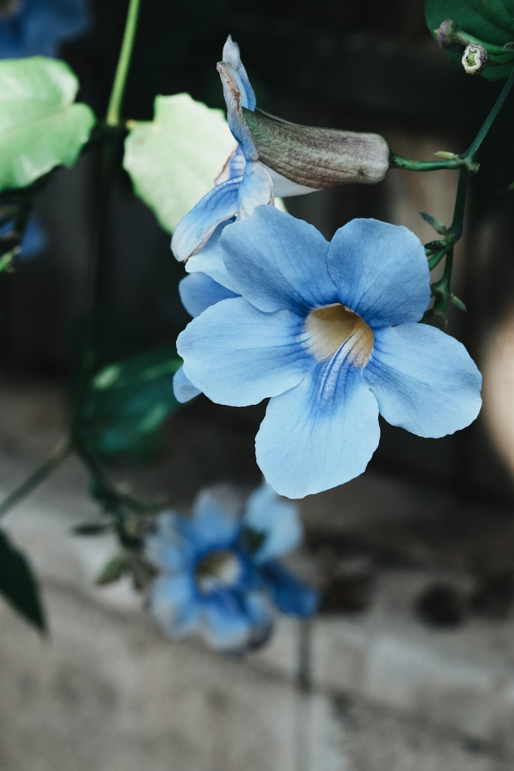 a blue flower is hanging from a plant