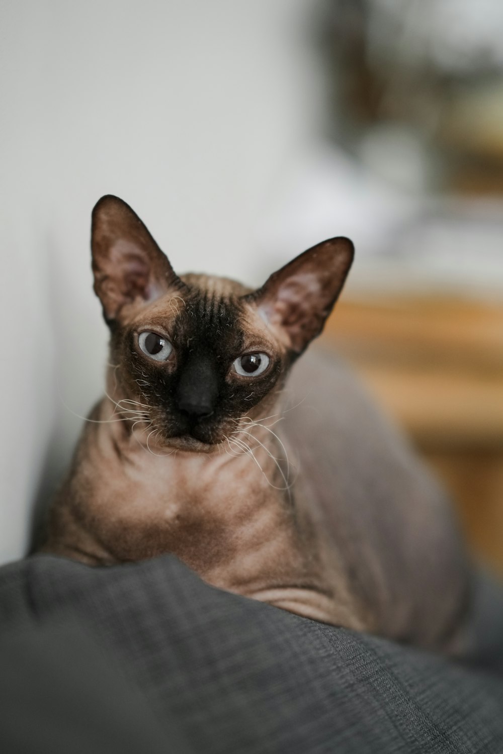 a siamese cat sitting on a couch looking at the camera