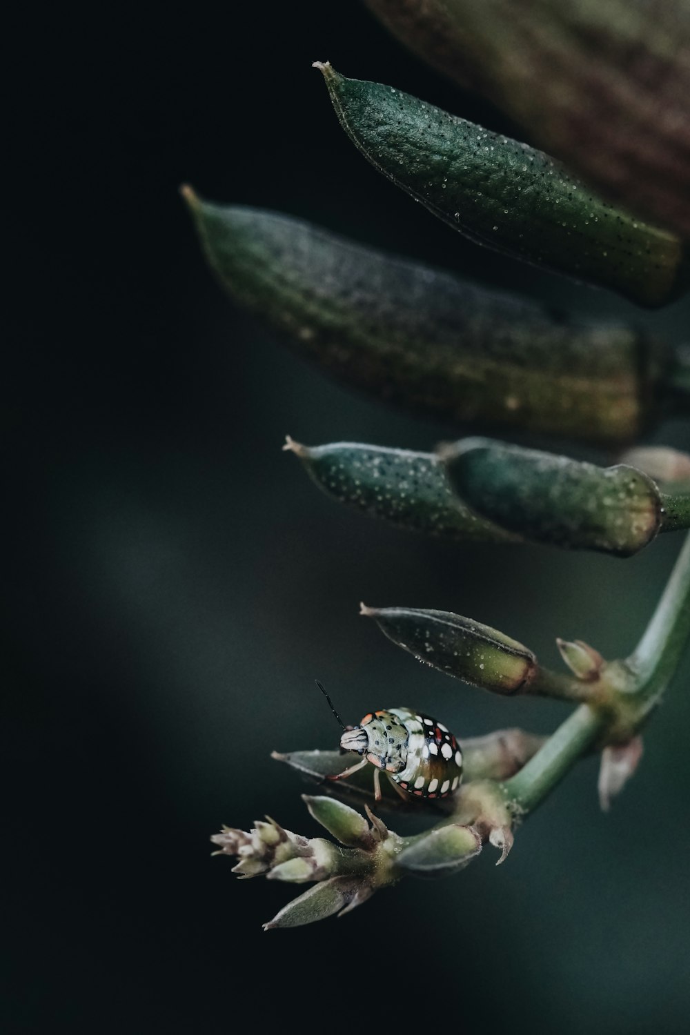 a close up of a flower with a bug on it