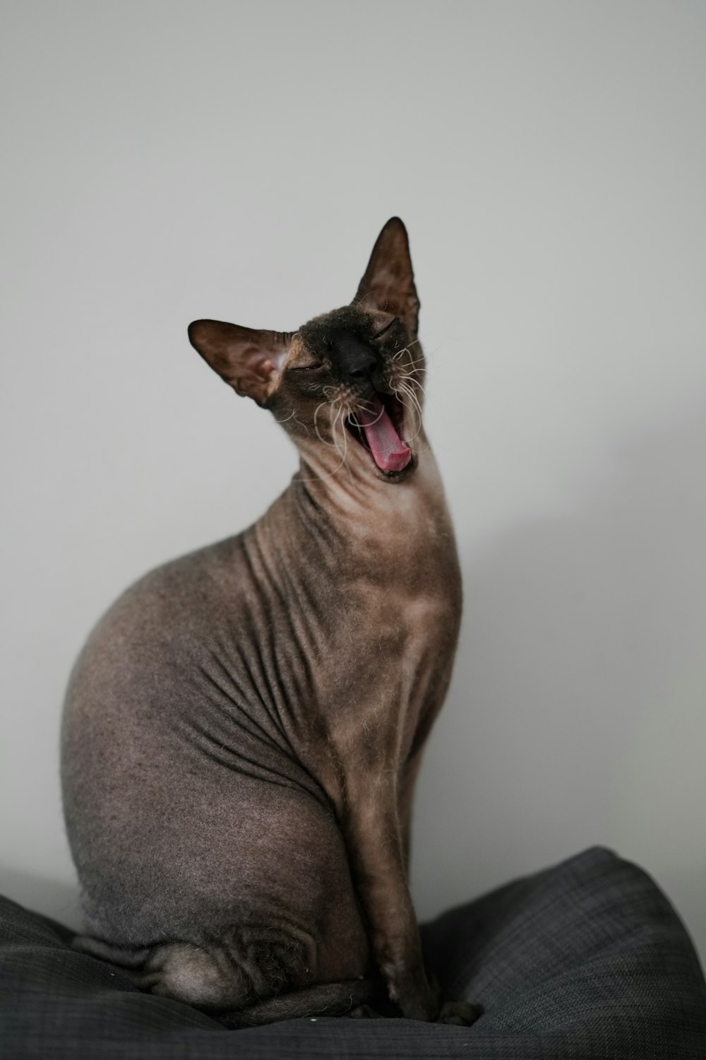 a hairless cat yawns while sitting on a pillow