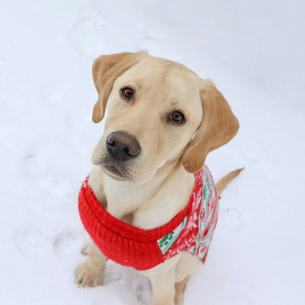 a dog wearing a sweater in the snow