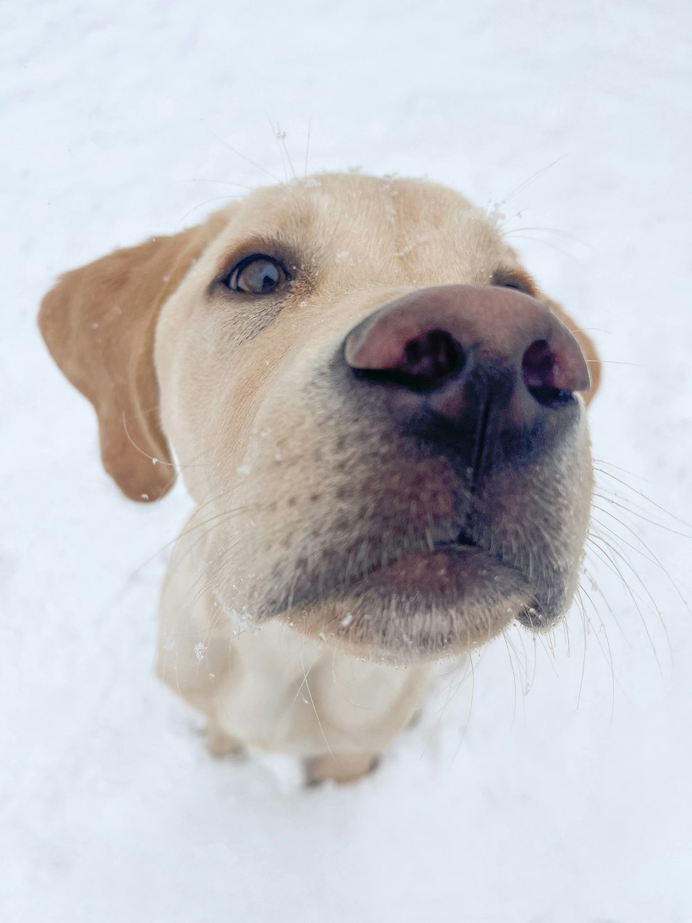 a close up of a dog's face in the snow