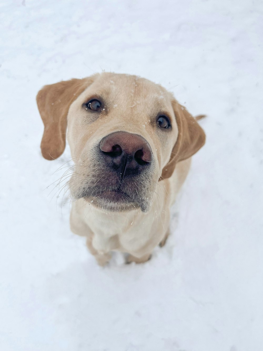 a close up of a dog in the snow