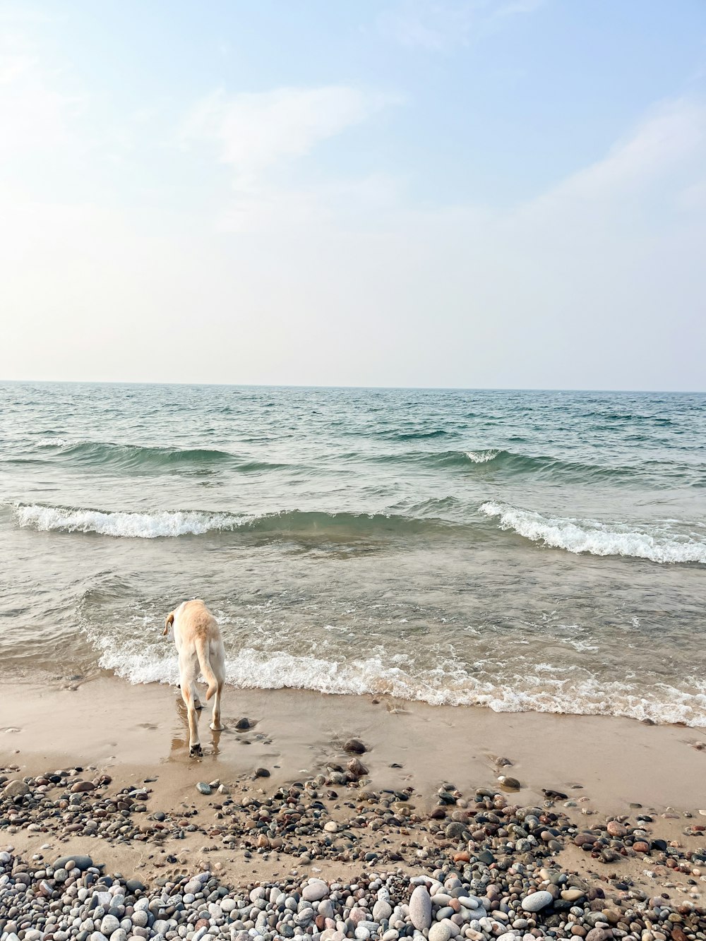 a dog standing on a beach next to the ocean