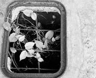 Tree grating surrounding a large urban tree, combining protection with aesthetic appeal in a public park.