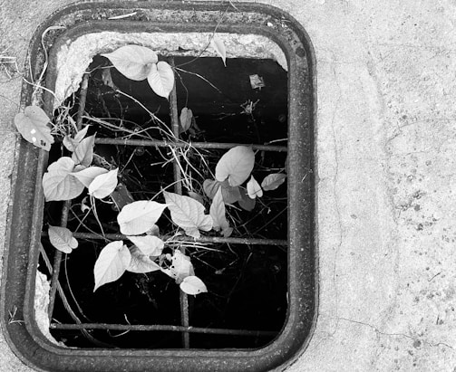A metal grate set into concrete covers an opening. Leaves and small plants grow through the gaps in the grate, adding natural elements to the urban setting. The image is in black and white, highlighting the contrast between the textures of the metal, concrete, and foliage.