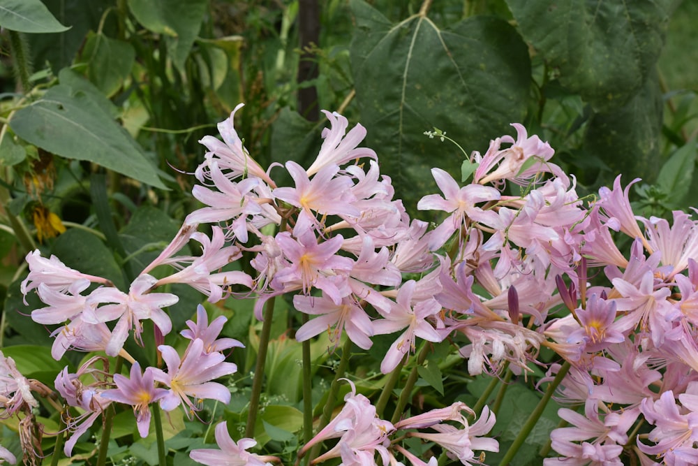 a bunch of pink flowers in a garden