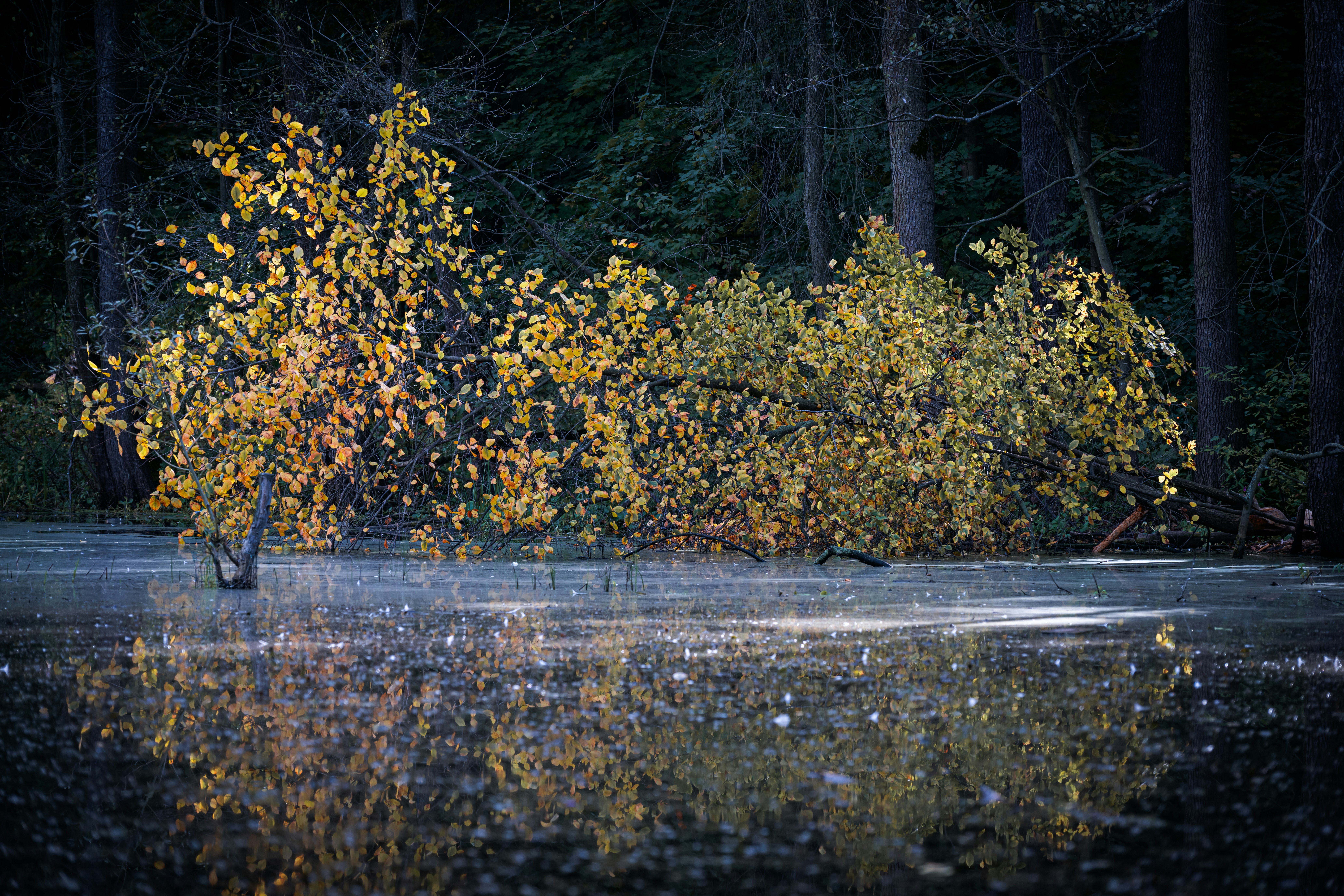 Photo by andreystrizhkov