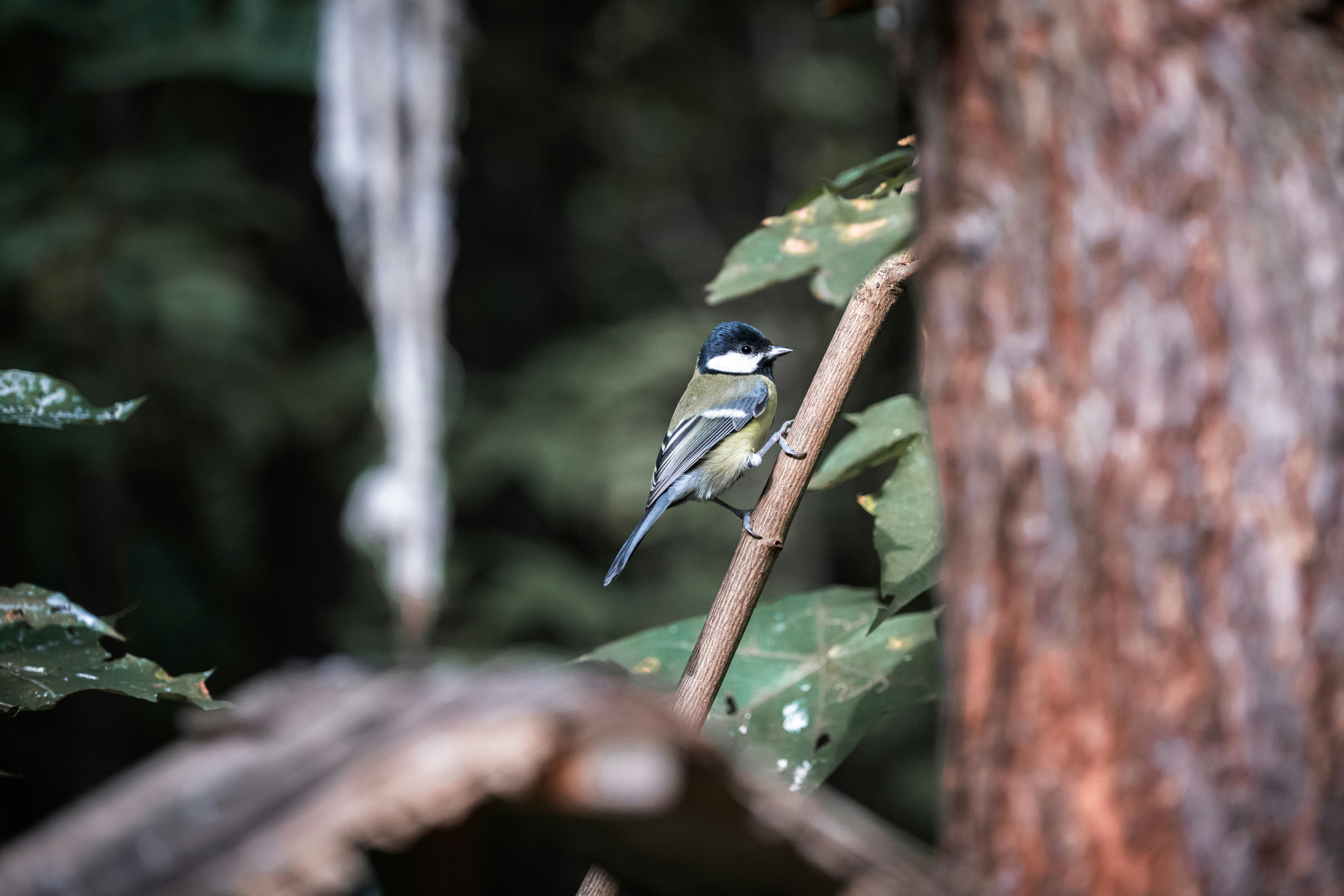 Photo by andreystrizhkov