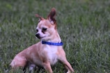A small Chihuahua with tan fur and a white chest sits on lush green grass. It is wearing a blue collar and appears to be looking intently to the side.