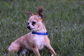 A small Chihuahua with tan fur and a white chest sits on lush green grass. It is wearing a blue collar and appears to be looking intently to the side.