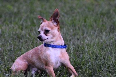 A small Chihuahua with tan fur and a white chest sits on lush green grass. It is wearing a blue collar and appears to be looking intently to the side.