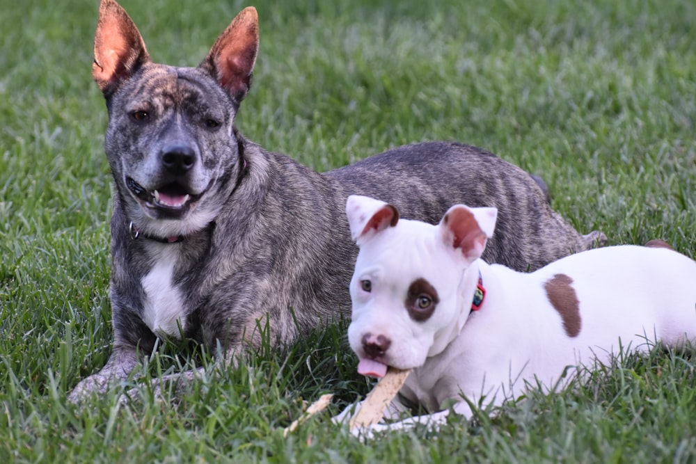 a couple of dogs laying on top of a lush green field