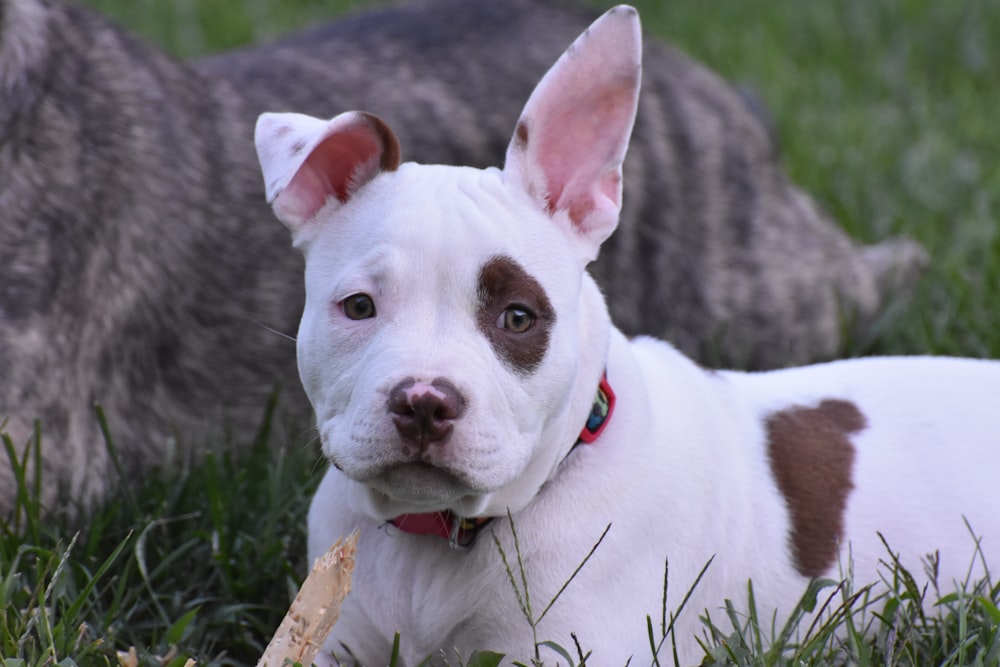 a white and brown dog laying on top of a lush green field