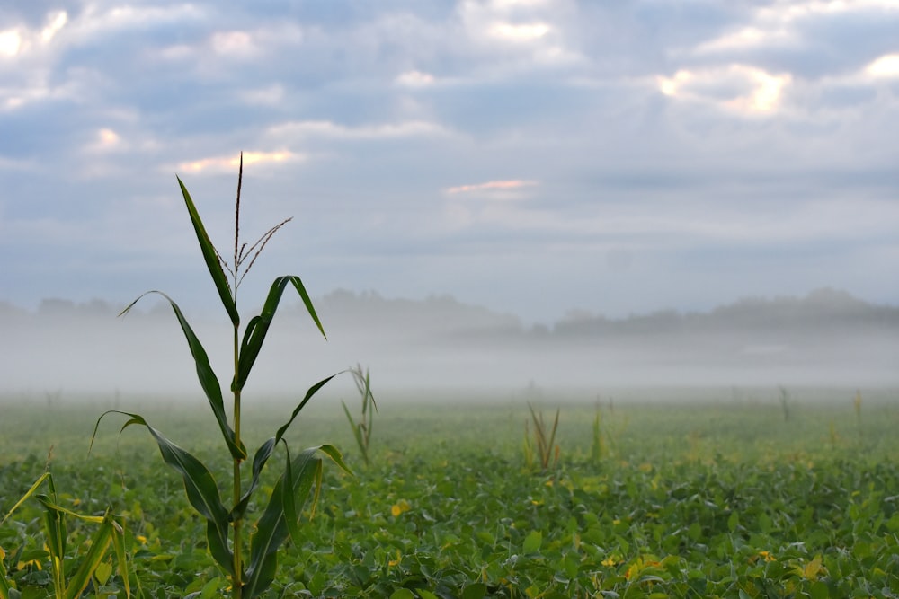 a foggy field with a single plant in the foreground